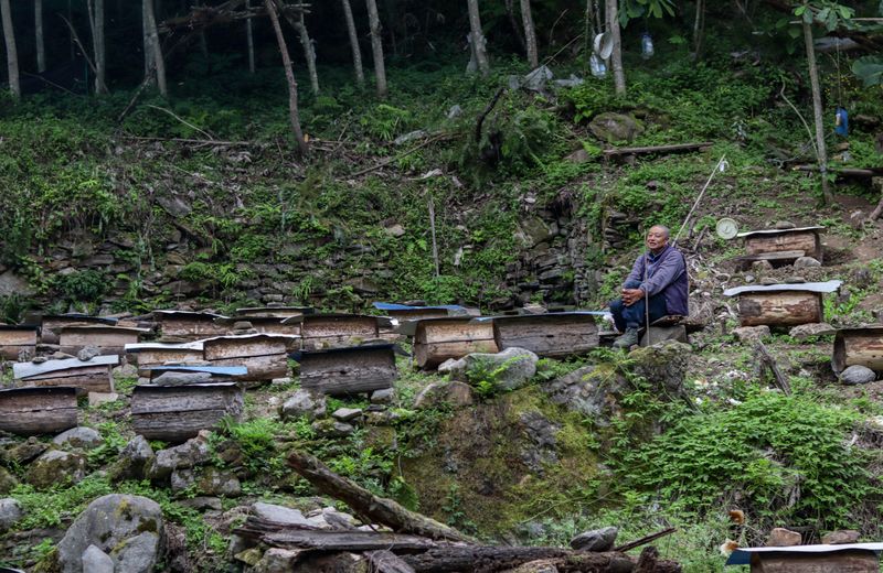A beekeeper observes his hives near Tangjiahe village (Shao Yefan)