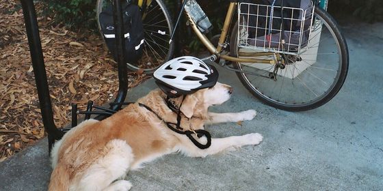 bike-dog-1200px.jpg