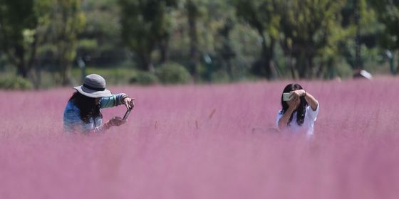 flower-sea-master.jpg