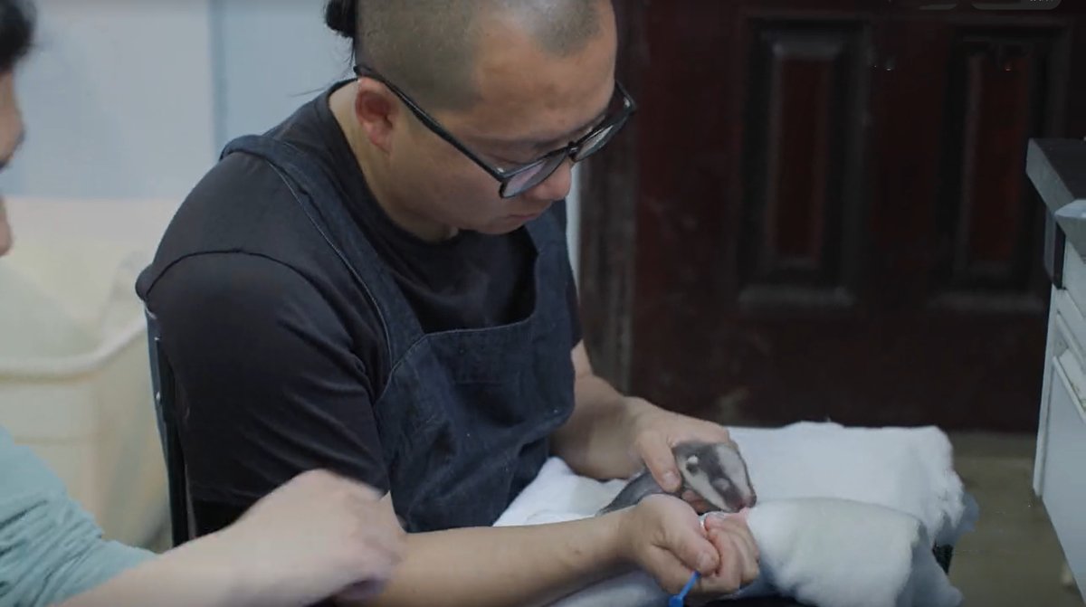 wildlife protection worker in china feeding a badger cub